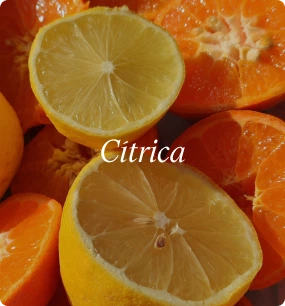 Cítrica