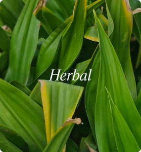 Herbal